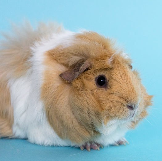 Small Animals