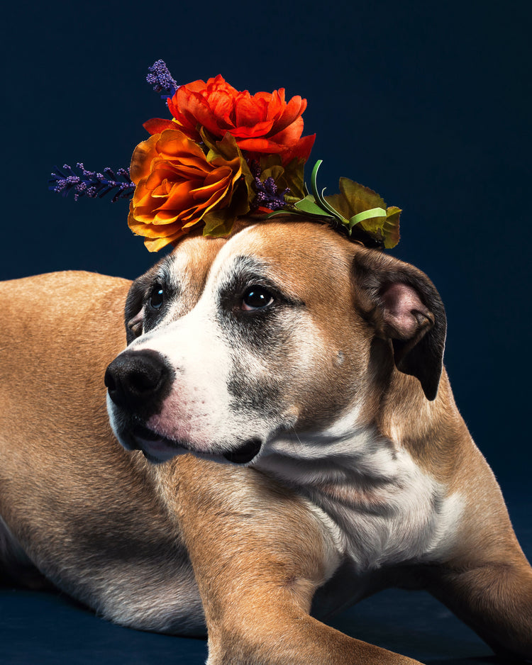Caring for Older Dogs