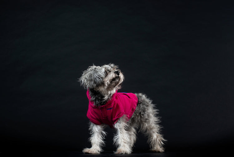 Stylish Dog Fashion