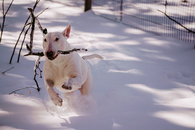 Interactive Pet Toys to keep them Entertained