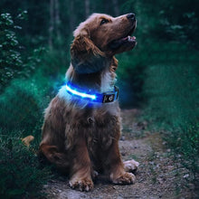 Blue LED Dog Collar – USB Rechargeable Light-Up Safety Collar – Medium
