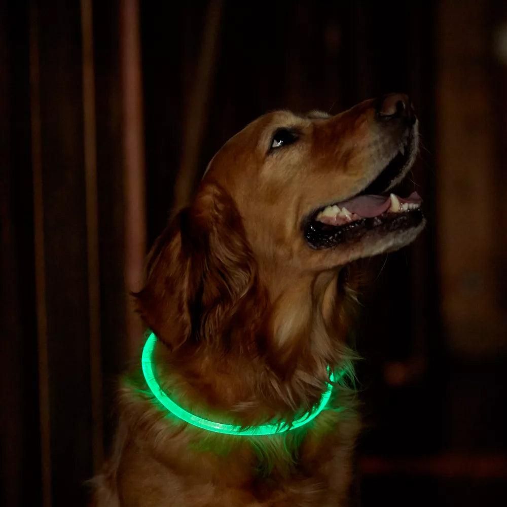 Green LED Dog Collar – USB Rechargeable Light-Up Safety Collar – Medium
