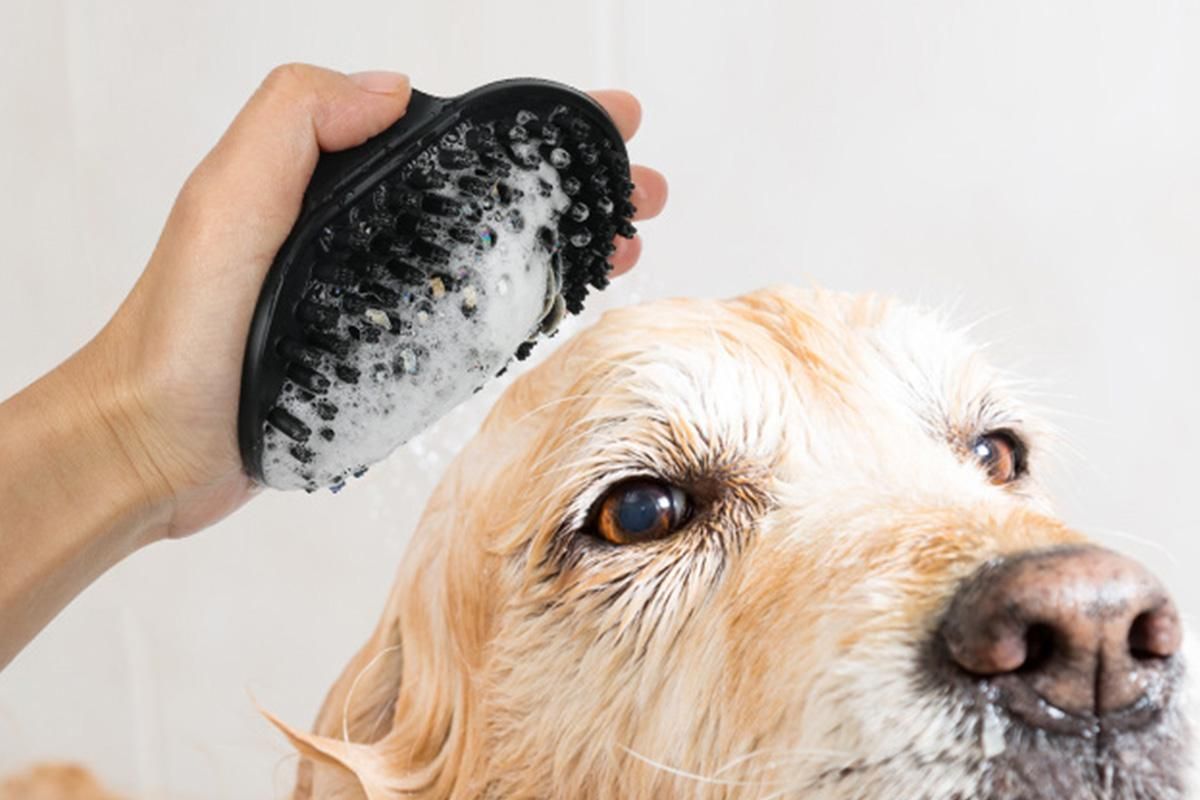 Pet Grooming Brush Set 2-Pack – Double-Sided Deshedding Brush & Bath Brush (Black)