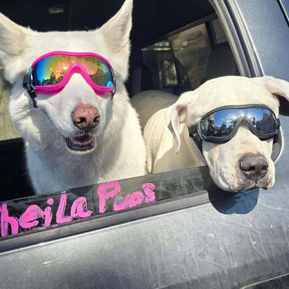 Adjustable Dog Goggles – Clear Lens Large