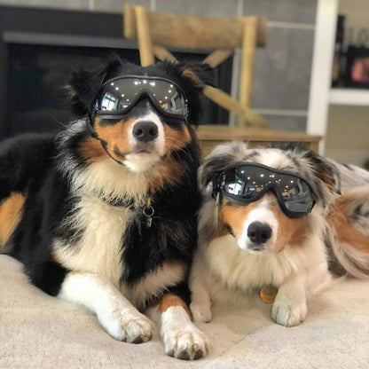 Adjustable Dog Goggles – Clear Lens Medium