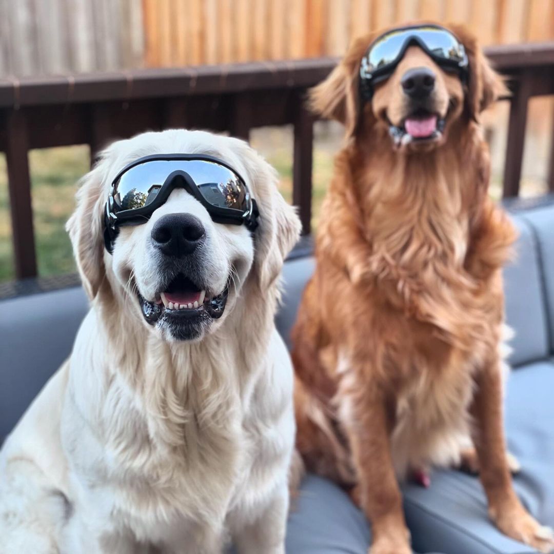 Adjustable Dog Goggles – Clear Lens Small