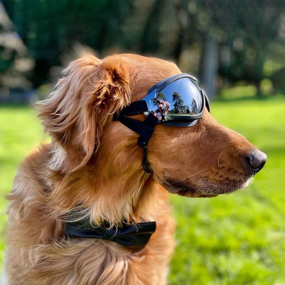Adjustable Dog Goggles – Clear Lens Small