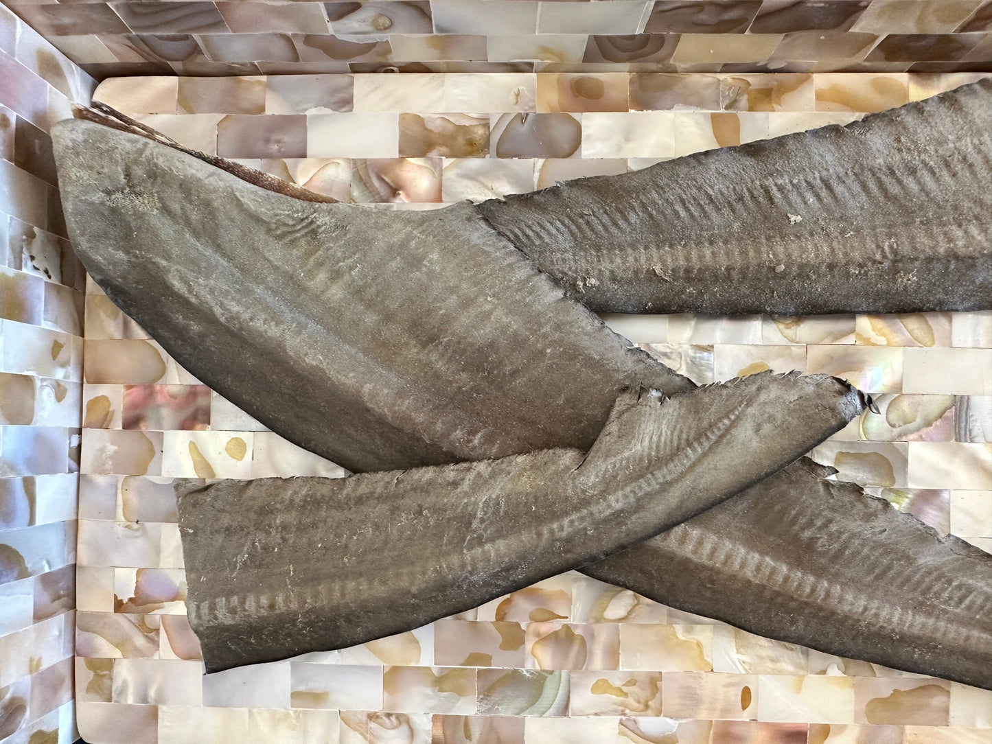 Shark Tail Dog Chews – 100% Australian